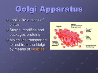 Golgi Apparatus
Looks like a stack of
plates
Stores, modifies and
packages proteins
Molecules transported
to and from the Golgi
by means of vesicles
 