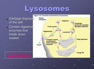 Lysosomes
Garbage disposal
of the cell
Contain digestive
enzymes that
break down
wastes
Which organelles do
lysosomes work with?
 