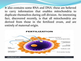 It also contains some RNA and DNA: these are believed
to carry information that enables mitochondria to
duplicate themselves during cell division. An interesting
fact, discovered recently, is that all mitochondria are
derived from those in the fertilized ovum, and are
entirely of maternal origin.
 