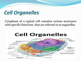 Cell Organelles
Cytoplasm of a typical cell contains various structures
with specific functions that are referred to as organelles.
 