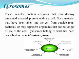 Lysosomes
These vesicles contain enzymes that can destroy
unwanted material present within a cell. Such material
may have been taken into the cell from outside (e.g.,
bacteria); or may represent organelles that are no longer
of use to the cell. Lysosomes belong to what has been
described as the acid vesicle system.
 