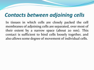 Contacts between adjoining cells
In tissues in which cells are closely packed the cell
membranes of adjoining cells are separated, over most of
their extent by a narrow space (about 20 nm). This
contact is sufficient to bind cells loosely together, and
also allows some degree of movement of individual cells.
 