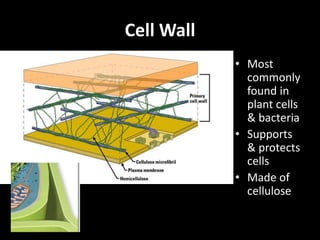 Cell organelles.ppt