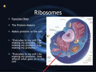 Endoplasmic Reticulum Function/Role The Transporter Makes materials for cell, and transports these materials around the cell through it’s series of tunnels. 
