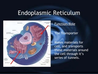 Endoplasmic Reticulum Endoplasmic Reticulum is my name and I move things this way that way this ways that.  I make and transport materials cells.  They would not survive if it weren’t for me moving things this ways that way this way that way 