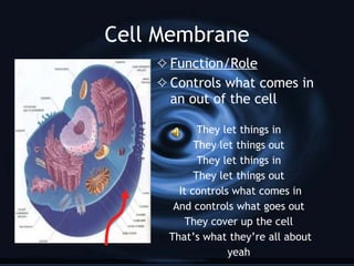 Two Types of Eukaryotic Cells Animal Cells Ex. Our Body Cells Have all of the 9 basic cell organelles Plant Cells Ex. Leaf Cells Have 3 more organelles: Chloroplasts Cell Wall Large Vacuole 