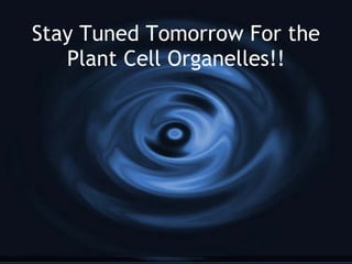 Plant Cell Organelles Today we will be looking at 3 more cell organelles and their functions.  These organelles are found in plant cells. Chloroplasts Cell Wall Large Vacuole 