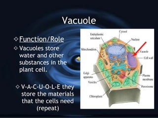 Chloroplasts Function/Role Chloroplasts make food using the energy of sunlight Just give me some light  and H 2 0 ohh with CO 2 then I’ll make glucose  and the oxygen  you breath in through your nose That’s how photosynthesis flows 