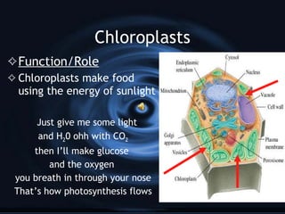 Cell Wall Function/Role The cell wall provides strength and support to the cell membrane All plant cells have a tough cell wall  They give the cell membranes  support  Cells are weaker in animals  Because plant cells the have a strong cell wall 