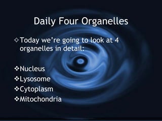 Daily Four Organelles Today we’re going to look at 4 organelles in detail: Nucleus Lysosome Cytoplasm Mitochondria 