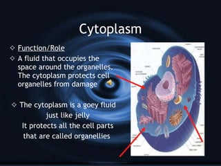 Cytoplasm Function/Role A fluid that occupies the space around the organelles. The cytoplasm protects cell organelles from damage The cytoplasm is a gooey fluid just like jelly It protects all the cell parts that are called organellies  