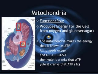 Mitochondria Function/Role Produces Energy For the Cell from oxygen and glucose(sugar) The mitochondria makes the energy  that is known as ATP  All it needs oxygen  and G-L-U-C-O-S-E then yule it cranks that ATP yule it cranks that ATP (3x) 
