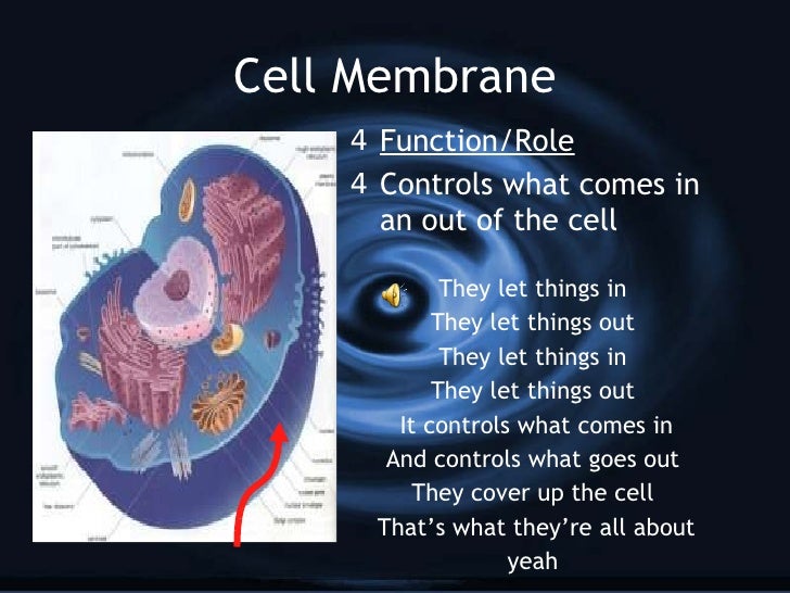 Cell Organelles Presentation