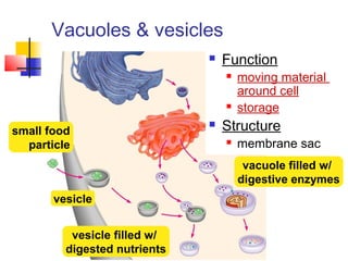 Vacuoles & vesicles
 Function
 moving material
around cell
 storage
 Structure
 membrane sac
small food
particle
vesicle
vacuole filled w/
digestive enzymes
vesicle filled w/
digested nutrients
 