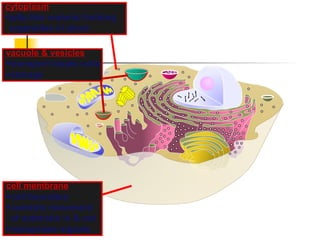 cell membrane
cell boundary
controls movement
of materials in & out
recognizes signals
cytoplasm
jelly-like material holding
organelles in place
vacuole & vesicles
transport inside cells
storage
 