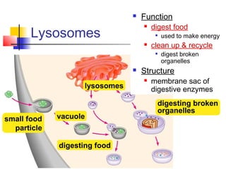 Lysosomes
small food
particle
vacuole
digesting food
lysosomes
 Function
 digest food

used to make energy
 clean up & recycle

digest broken
organelles
 Structure
 membrane sac of
digestive enzymes
digesting broken
organelles
 