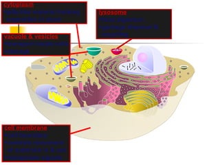lysosome
food digestion
garbage disposal &
recycling
cell membrane
cell boundary
controls movement
of materials in & out
recognizes signals
cytoplasm
jelly-like material holding
organelles in place
vacuole & vesicles
transport inside cells
storage
 