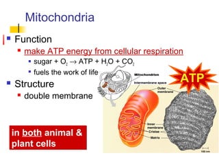  Function
 make ATP energy from cellular respiration
 sugar + O2 → ATP + H2O + CO2

fuels the work of life
 Structure
 double membrane
Mitochondria
in both animal &
plant cells
in both animal &
plant cells
ATP
 