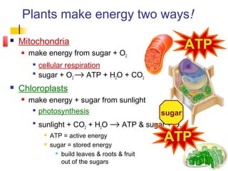  Mitochondria
 make energy from sugar + O2

cellular respiration

sugar + O2 → ATP + H2O + CO2
 Chloroplasts
 make energy + sugar from sunlight

photosynthesis

sunlight + CO2 + H2O → ATP & sugar + O2
 ATP = active energy
 sugar = stored energy

build leaves & roots & fruit
out of the sugars
Plants make energy two ways!
ATP
sugar
ATP
 