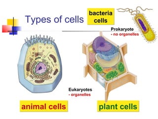 bacteria
cells
bacteria
cellsTypes of cells
animal cellsanimal cells plant cellsplant cells
Prokaryote
- no organelles
Eukaryotes
- organelles
 