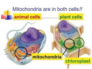 Mitochondria are in both cells!!
animal cellsanimal cells plant cellsplant cells
mitochondriamitochondria
chloroplastchloroplast
 