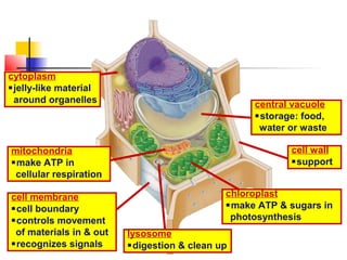 central vacuole
storage: food,
water or waste
mitochondria
make ATP in
cellular respiration
chloroplast
make ATP & sugars in
photosynthesis
lysosome
digestion & clean up
cell wall
support
cell membrane
cell boundary
controls movement
of materials in & out
recognizes signals
cytoplasm
jelly-like material
around organelles
 