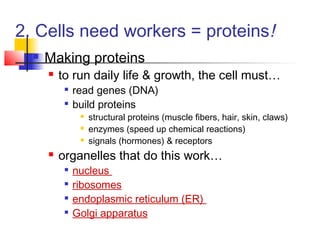 2. Cells need workers = proteins!
 Making proteins
 to run daily life & growth, the cell must…

read genes (DNA)

build proteins
 structural proteins (muscle fibers, hair, skin, claws)
 enzymes (speed up chemical reactions)
 signals (hormones) & receptors
 organelles that do this work…

nucleus

ribosomes

endoplasmic reticulum (ER)

Golgi apparatus
 