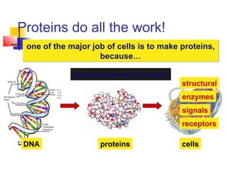 Proteins do all the work!
cellsDNA proteins
one of the major job of cells is to make proteins,
because…
one of the major job of cells is to make proteins,
because…
proteins do all the work!proteins do all the work!
signals
structural
enzymes
receptors
 