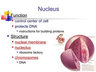 Nucleus
 Function
 control center of cell
 protects DNA

instructions for building proteins
 Structure
 nuclear membrane
 nucleolus

ribosome factory
 chromosomes

DNA
 