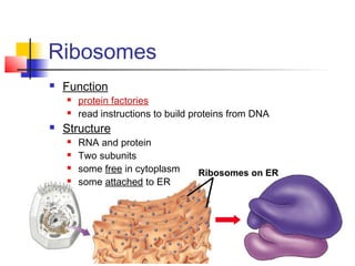 Ribosomes on ER
Ribosomes
 Function
 protein factories
 read instructions to build proteins from DNA
 Structure
 RNA and protein
 Two subunits
 some free in cytoplasm
 some attached to ER
 