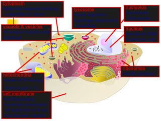 cell membrane
cell boundary
controls movement
of materials in & out
recognizes signals
cytoplasm
jelly-like material holding
organelles in place
vacuole & vesicles
transport inside cells
storage
mitochondria
make ATP energy
from sugar + O2
nucleus
protects DNA
controls cell
ribosomes
build proteins
nucleolus
produces
ribosomes
lysosome
food digestion
garbage disposal &
recycling
 