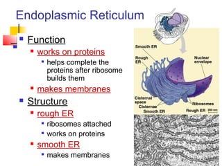  Function
 works on proteins

helps complete the
proteins after ribosome
builds them
 makes membranes
 Structure
 rough ER

ribosomes attached

works on proteins
 smooth ER

makes membranes
Endoplasmic Reticulum
 
