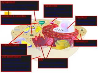 lysosome
food digestion
garbage disposal &
recycling
cell membrane
cell boundary
controls movement
of materials in & out
recognizes signals
cytoplasm
jelly-like material holding
organelles in place
vacuole & vesicles
transport inside cells
storage
mitochondria
make ATP energy
from sugar + O2
nucleus
protects DNA
controls cell
ribosomes
builds proteins
ER
works on proteins
makes membranes
 