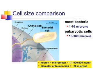 Cell size comparison
Bacterial
cell
Animal cell
 micron = micrometer = 1/1,000,000 meter
 diameter of human hair = ~20 microns
most bacteria
 1-10 microns
eukaryotic cells
 10-100 microns
 