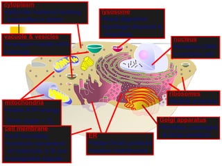 cell membrane
cell boundary
controls movement
of materials in & out
recognizes signals
cytoplasm
jelly-like material holding
organelles in place
vacuole & vesicles
transport inside cells
storage
mitochondria
make ATP energy
from sugar + O2
nucleus
protects DNA
controls cell
ribosomes
builds proteins
ER
helps finish proteins
makes membranes
Golgi apparatus
finishes, packages
& ships proteins
lysosome
food digestion
garbage disposal &
recycling
 