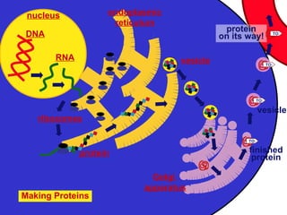 DNA
RNA
ribosomes
endoplasmic
reticulum
vesicle
Golgi
apparatus
vesicle
protein
on its way!
protein finished
protein
Making Proteins
TO:
TO:
TO:
TO:
nucleus
 