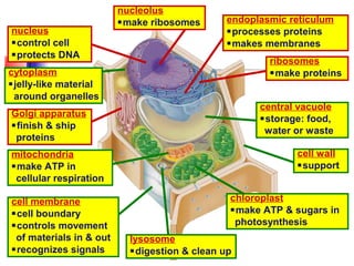 central vacuole
storage: food,
water or waste
mitochondria
make ATP in
cellular respiration
chloroplast
make ATP & sugars in
photosynthesis
cell wall
support
cell membrane
cell boundary
controls movement
of materials in & out
recognizes signals
Golgi apparatus
finish & ship
proteins
nucleus
control cell
protects DNA
endoplasmic reticulum
processes proteins
makes membranes
lysosome
digestion & clean up
ribosomes
make proteinscytoplasm
jelly-like material
around organelles
nucleolus
make ribosomes
 