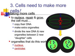 3. Cells need to make more
cells! Making more cells
 to replace, repair & grow,
the cell must…

copy their DNA

make extra organelles

divide the new DNA & new
organelles between 2 new
“daughter” cells
 organelles that do this work…

nucleus

centrioles
 