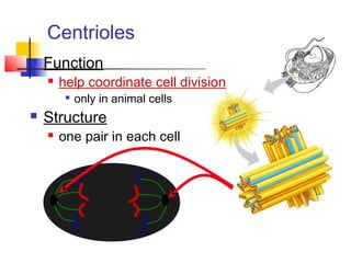 Centrioles
 Function
 help coordinate cell division

only in animal cells
 Structure
 one pair in each cell
 