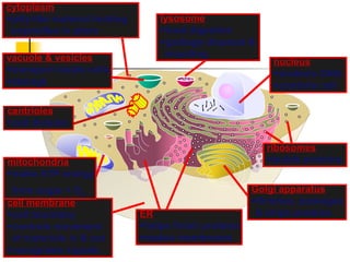 cell membrane
cell boundary
controls movement
of materials in & out
recognizes signals
cytoplasm
jelly-like material holding
organelles in place
mitochondria
make ATP energy
from sugar + O2
nucleus
protects DNA
controls cell
ribosomes
builds proteins
ER
helps finish proteins
makes membranes
Golgi apparatus
finishes, packages
& ships proteins
lysosome
food digestion
garbage disposal &
recyclingvacuole & vesicles
transport inside cells
storage
centrioles
cell division
 