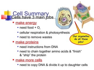  Cells have 3 main jobs
 make energy
 need food + O2

cellular respiration & photosynthesis

need to remove wastes
 make proteins

need instructions from DNA

need to chain together amino acids & “finish”
& “ship” the protein
 make more cells

need to copy DNA & divide it up to daughter cells
Cell Summary
Our organelles
do all those
jobs!
 