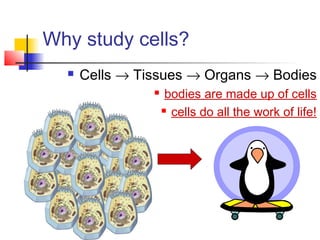 Why study cells?
 Cells → Tissues → Organs → Bodies
 bodies are made up of cells
 cells do all the work of life!
 