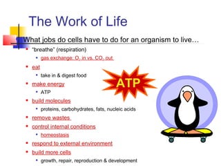 What jobs do cells have to do for an organism to live…
 “breathe” (respiration)
 gas exchange: O2 in vs. CO2 out
 eat

take in & digest food
 make energy

ATP
 build molecules

proteins, carbohydrates, fats, nucleic acids
 remove wastes
 control internal conditions

homeostasis
 respond to external environment
 build more cells

growth, repair, reproduction & development
The Work of Life
ATP
 