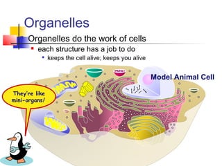 Organelles
 Organelles do the work of cells
 each structure has a job to do

keeps the cell alive; keeps you alive
Model Animal Cell
They’re like
mini-organs!
 