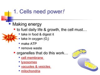 1. Cells need power!
 Making energy
 to fuel daily life & growth, the cell must…

take in food & digest it
 take in oxygen (O2)

make ATP

remove waste
 organelles that do this work…

cell membrane

lysosomes

vacuoles & vesicles

mitochondria
ATP
 