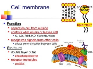  Function
 separates cell from outside
 controls what enters or leaves cell
 O2, CO2, food, H2O, nutrients, waste
 recognizes signals from other cells

allows communication between cells
 Structure
 double layer of fat

phospholipid bilayer
 receptor molecules

proteins
Cell membrane
lipid “tail”
phosphate
“head”
 