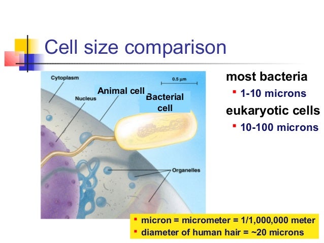 Animal Cell Size / Cell Analogy: Cells are like computers. : Learn here about the different animal cell animal cell n., plural: