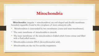 Mitochondria
Mitochondria (singular = mitochondrion) are rod-shaped and double membrane
bounded organelles found in the cytoplasm of most eukaryotic cells.
• Mitochondrion is surrounded by two membranes (outer and inner membranes).
• The outer membrane of mitochondria is smooth.
• The inner membrane of the mitochondria is folded which forms cristae and filled
with a fluid called matrix.
• Mitochondria contains DNA (deoxyribonucleic acid).
• Mitochondria are the site for aerobic respiration.
 