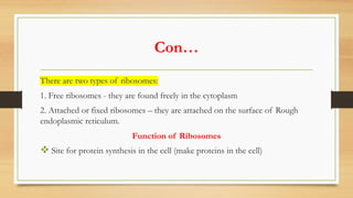 Con…
There are two types of ribosomes:
1. Free ribosomes - they are found freely in the cytoplasm
2. Attached or fixed ribosomes – they are attached on the surface of Rough
endoplasmic reticulum.
Function of Ribosomes
v Site for protein synthesis in the cell (make proteins in the cell)
 