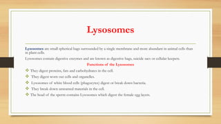Lysosomes
Lysosomes are small spherical bags surrounded by a single membrane and more abundant in animal cells than
in plant cells.
Lysosomes contain digestive enzymes and are known as digestive bags, suicide sacs or cellular keepers.
Functions of the Lysosomes
v They digest proteins, fats and carbohydrates in the cell.
v They digest worn out cells and organelles.
v Lysosomes of white blood cells (phagocytes) digest or break down bacteria.
v They break down unwanted materials in the cell.
v The head of the sperm contains Lysosomes which digest the female egg layers.
 
